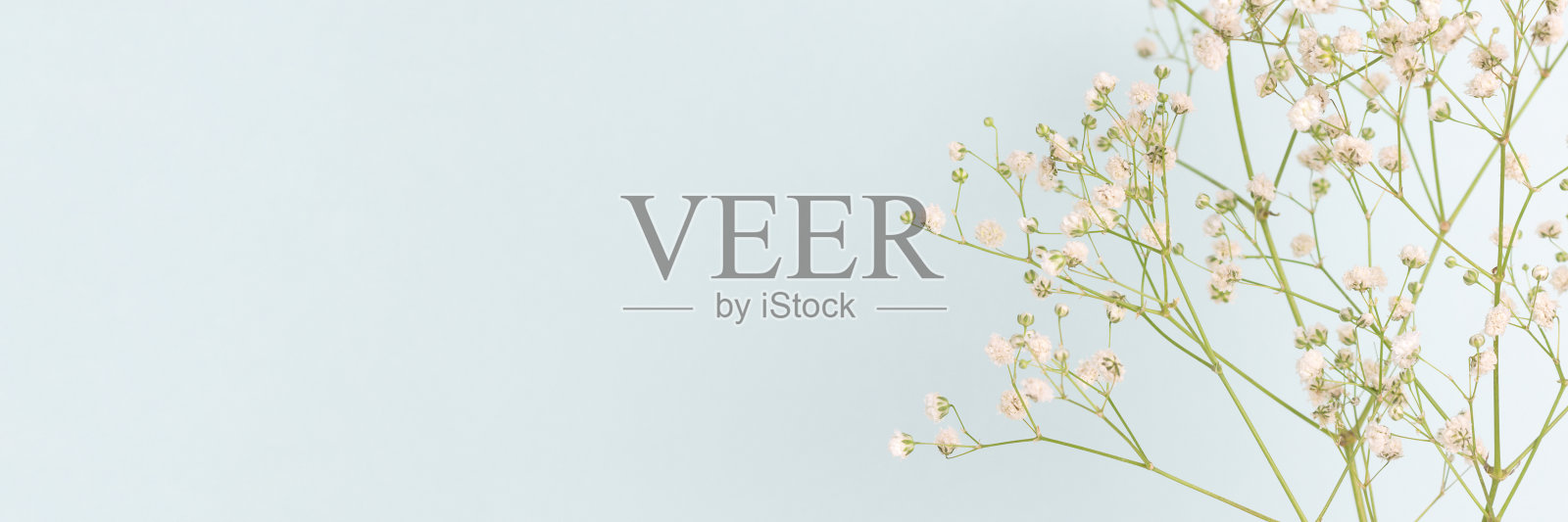 蓝色背景前有满天星花的旗帜。照片摄影图片