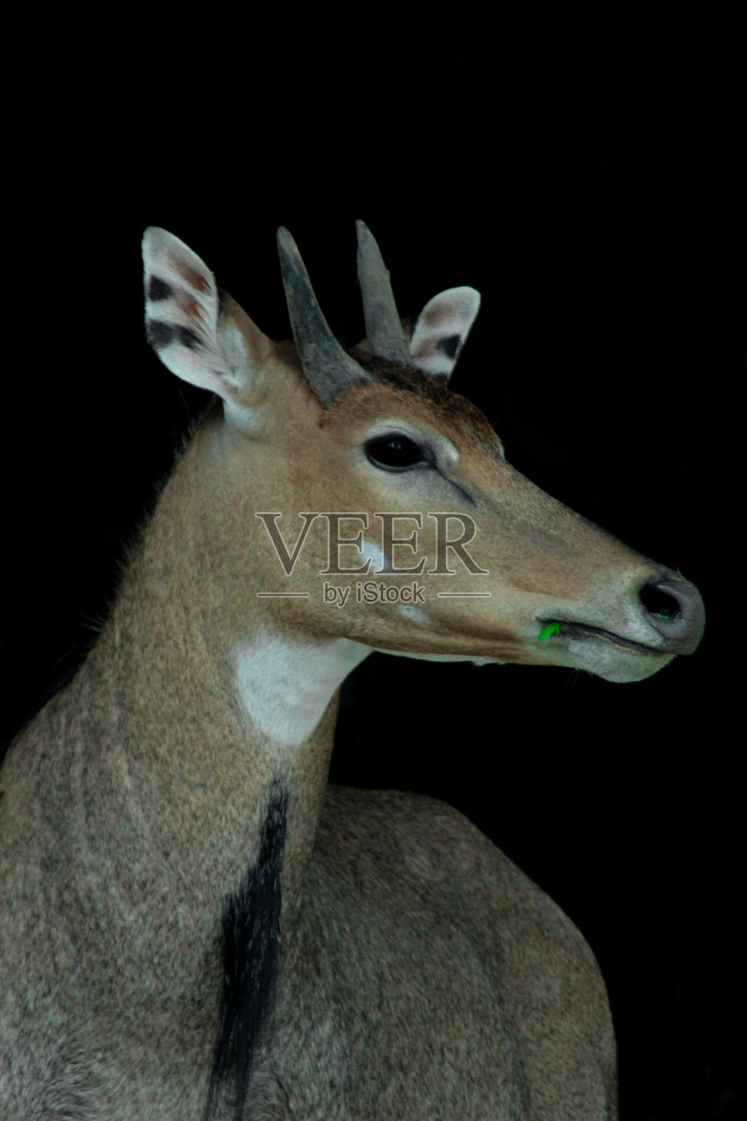 棕雄nilgai吃草照片摄影图片