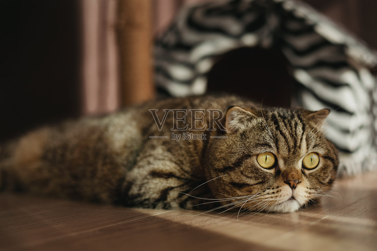 苏格兰折耳猫失踪了照片摄影图片