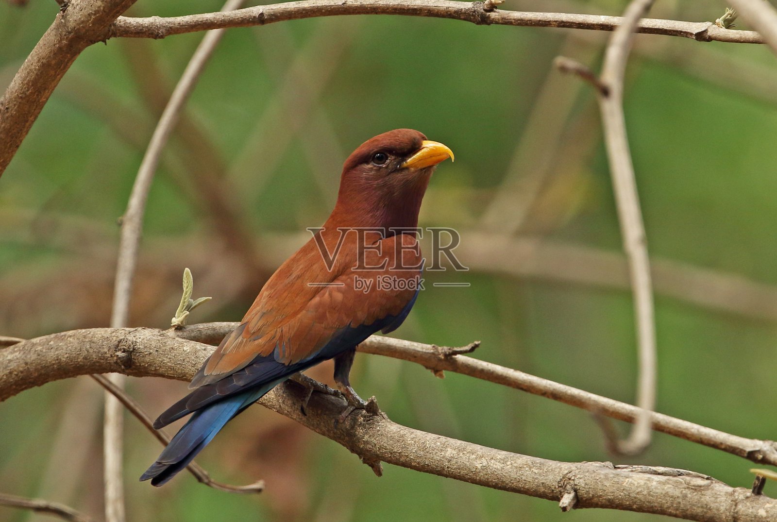 Broad-billed辊照片摄影图片