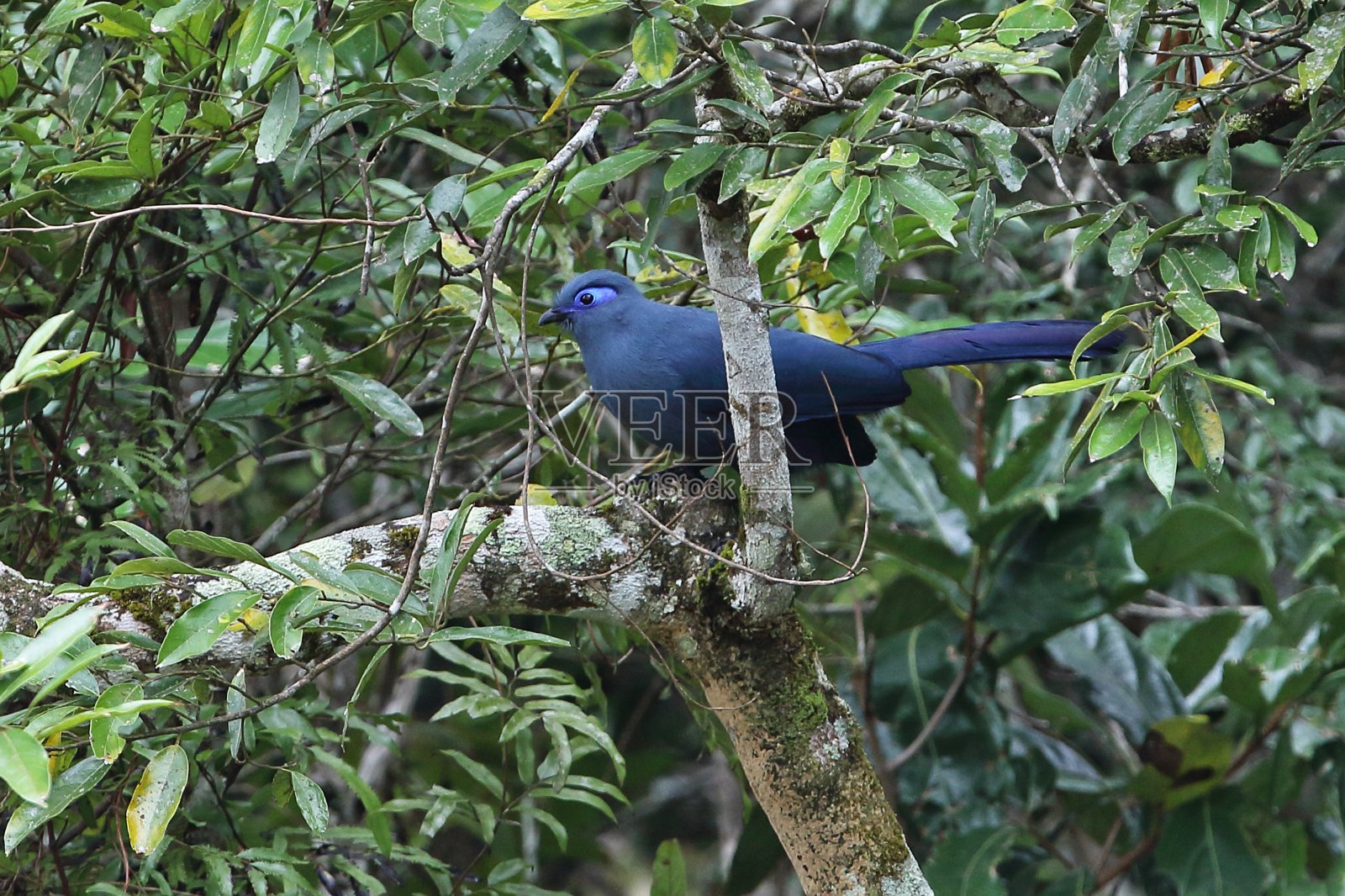 蓝库阿照片摄影图片
