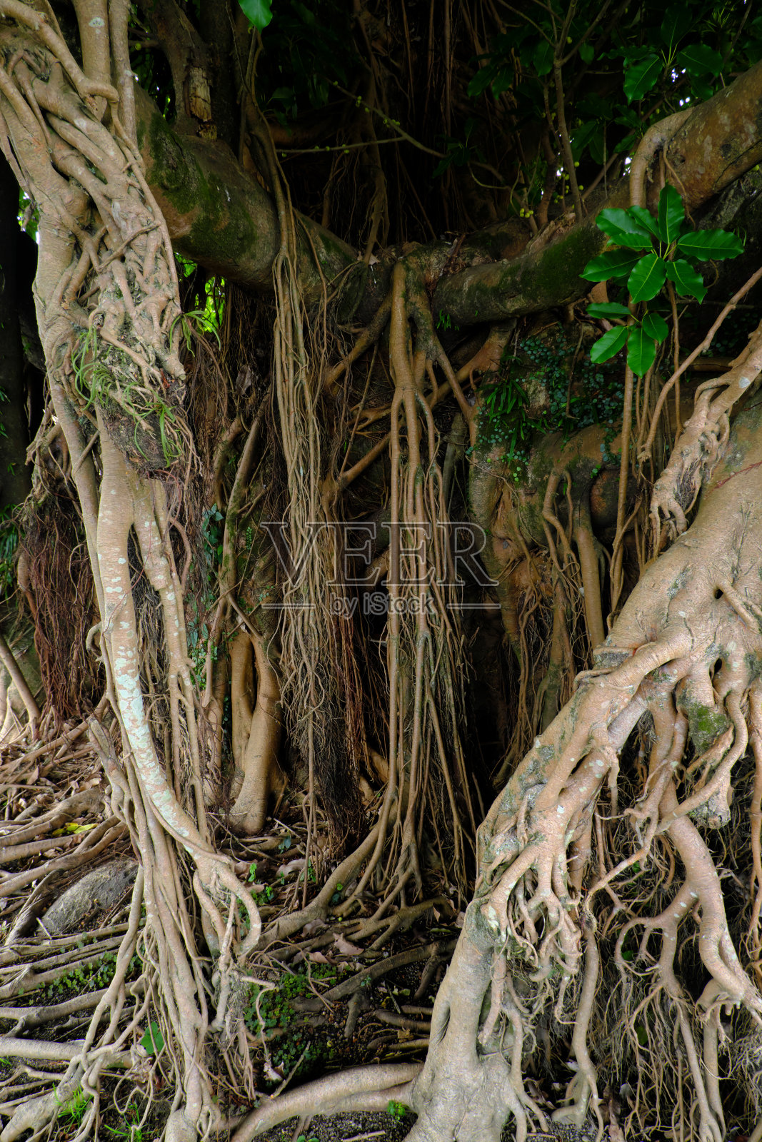 一棵树的出现会让人感到恐惧照片摄影图片