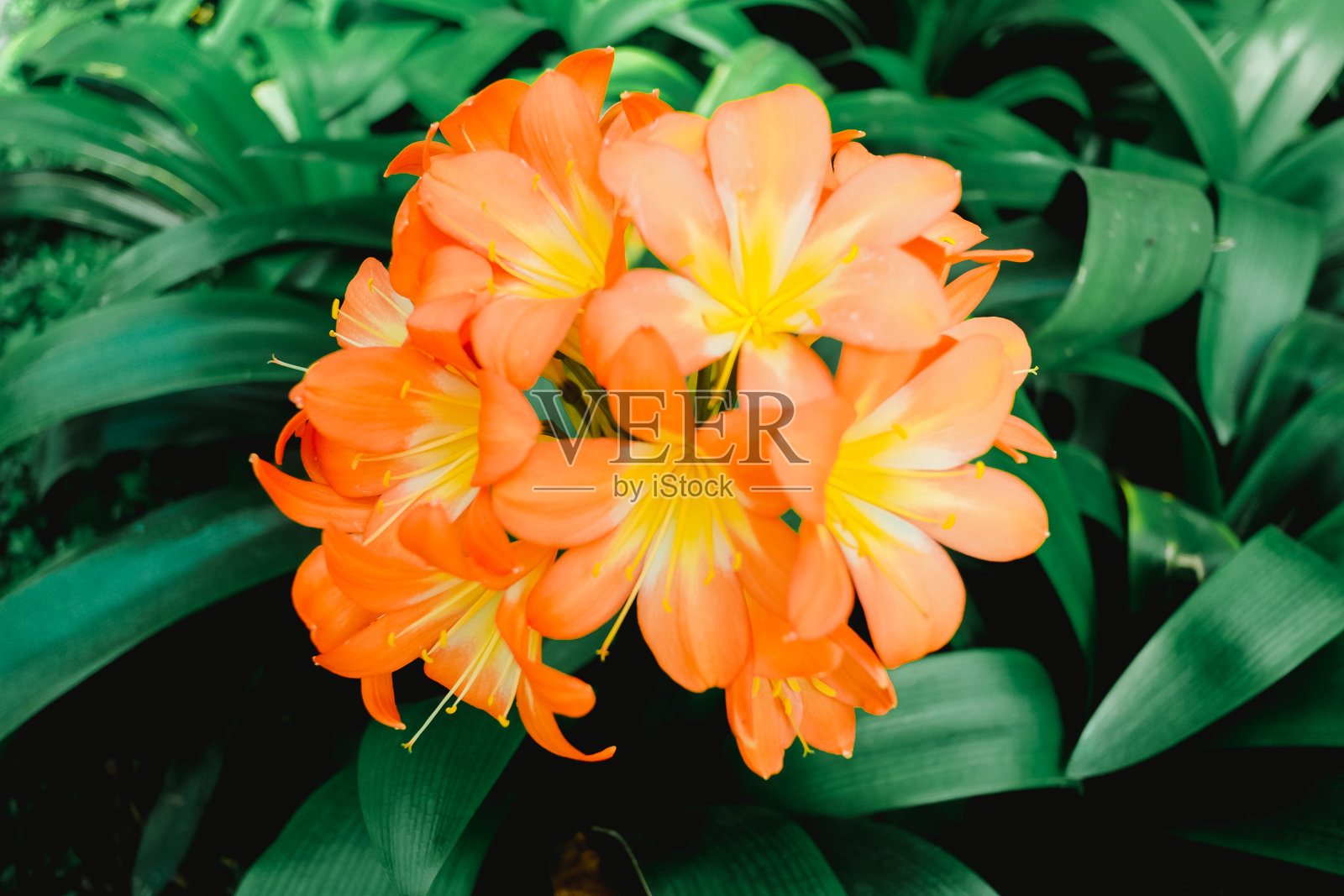 石蒜科(君子兰)照片摄影图片