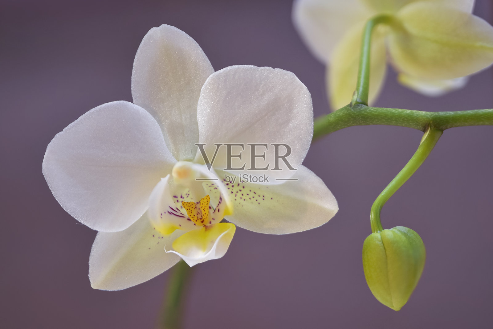 白色兰花软紫色的背景照片摄影图片