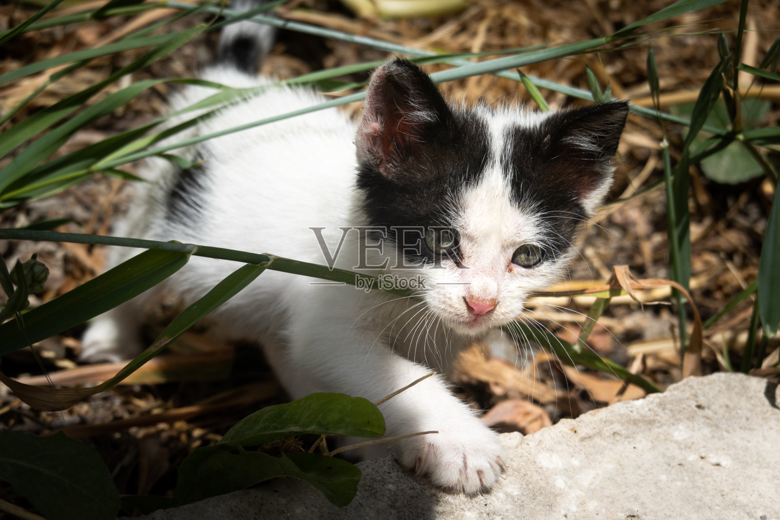 猫从灌木丛中走出来照片摄影图片