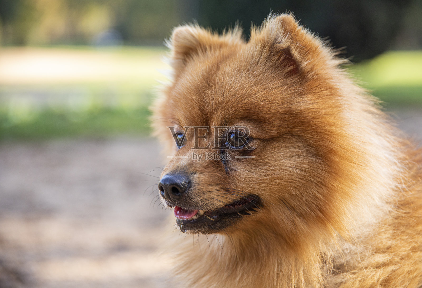 波美拉尼亚的照片摄影图片