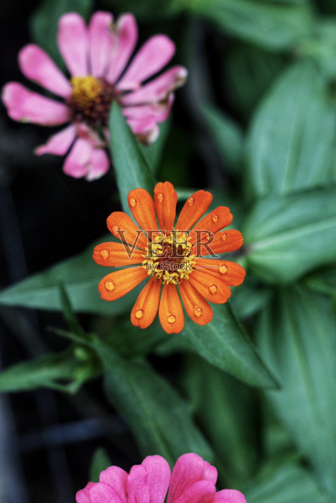 五颜六色的鲜花照片摄影图片