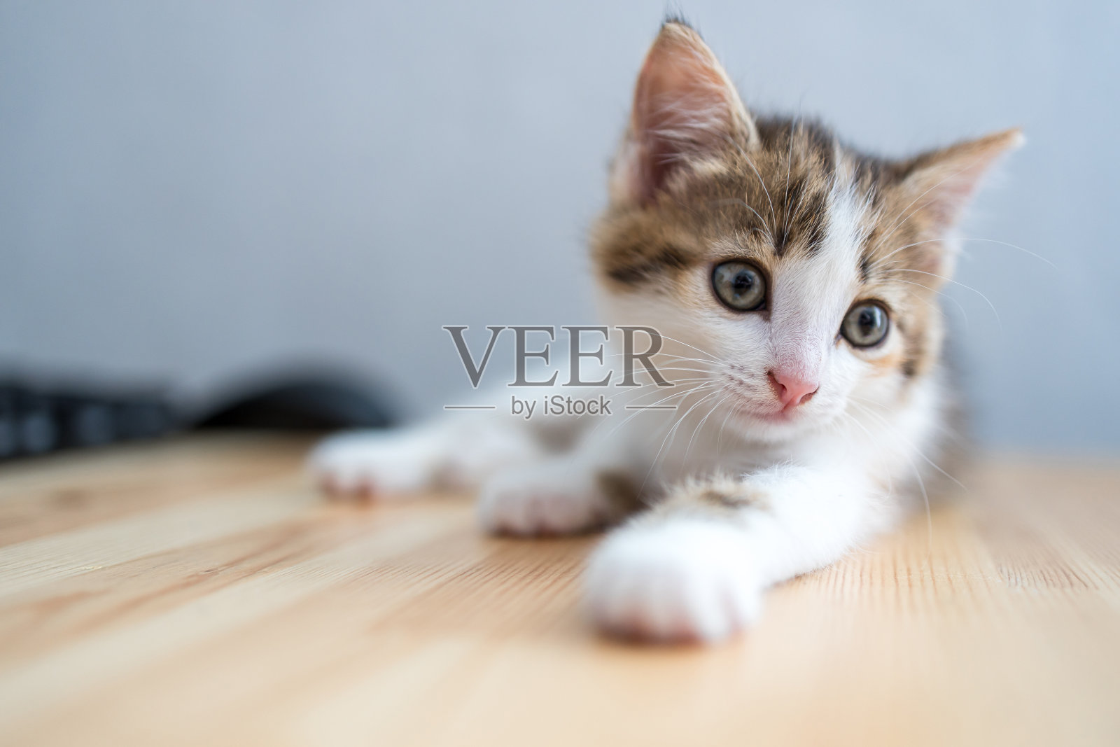 一只年轻的猫躺在一个木头表面上，向左边看照片摄影图片