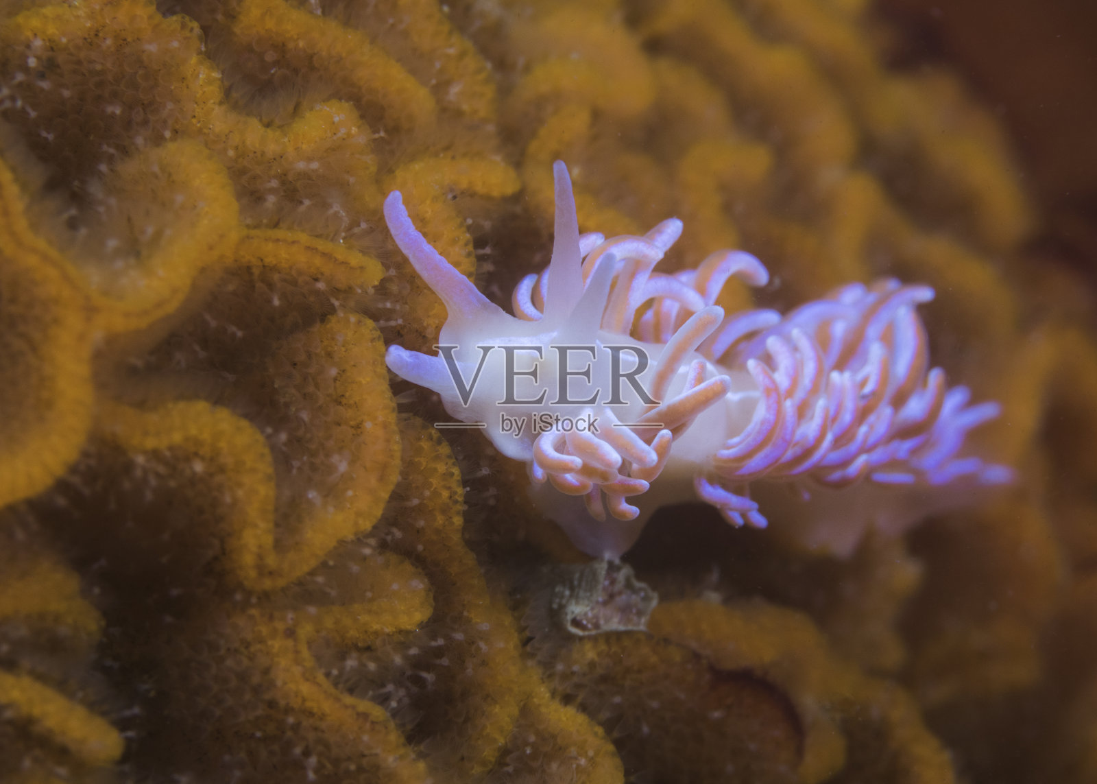裸鳃珊瑚，有漂亮的浅粉红色的角珊瑚照片摄影图片