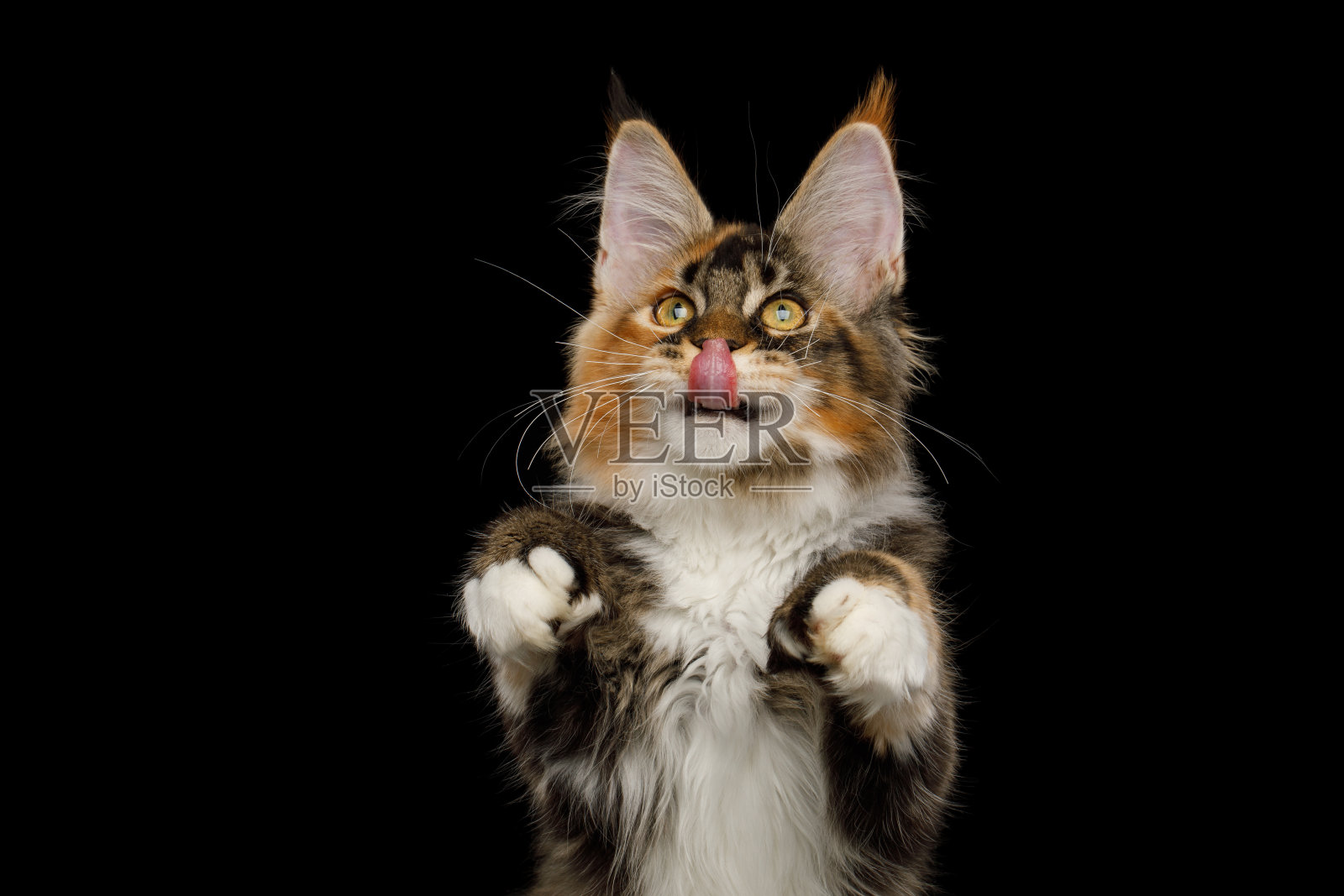 巨大的缅因猫孤立在黑色背景照片摄影图片