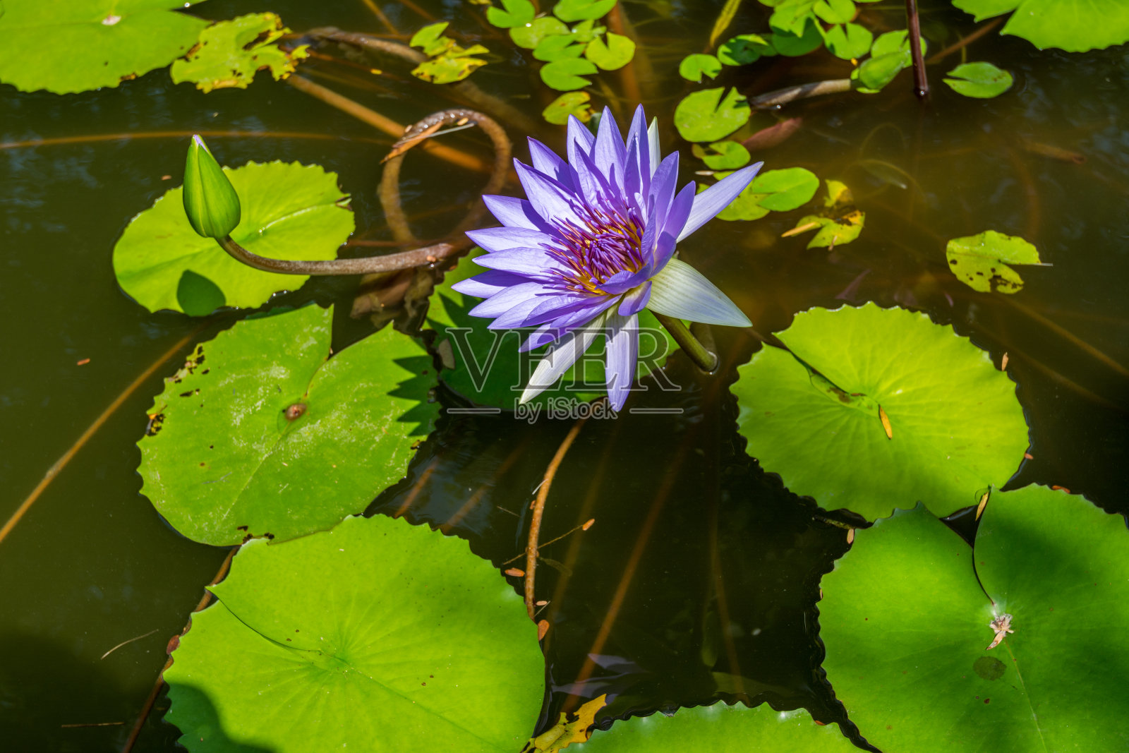 蓝莲花，绿叶长在池塘里照片摄影图片