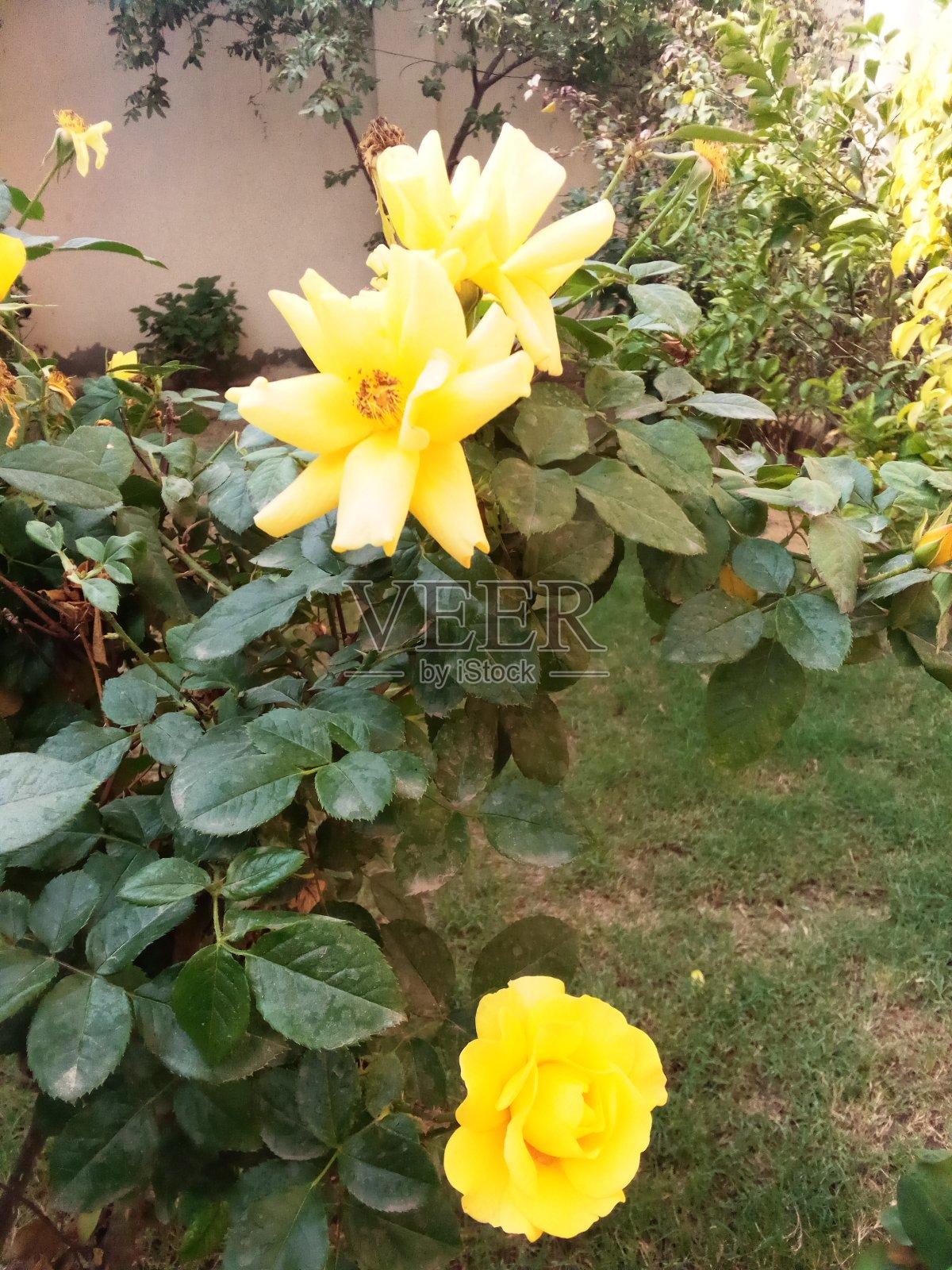 黄玫瑰照片摄影图片