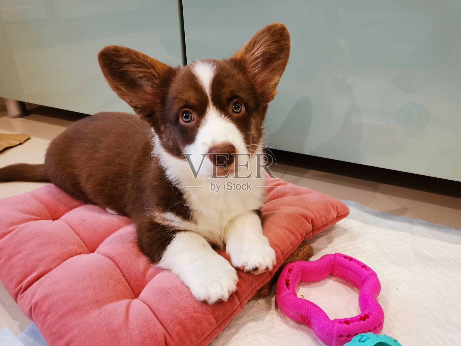 威尔士柯基犬开襟羊毛衫，2.5个月大的雌性小狗。无格式-棕色，白色爪子和白色胸部。躺在一个粉红色的毛绒枕头上，周围是玩具。照片摄影图片