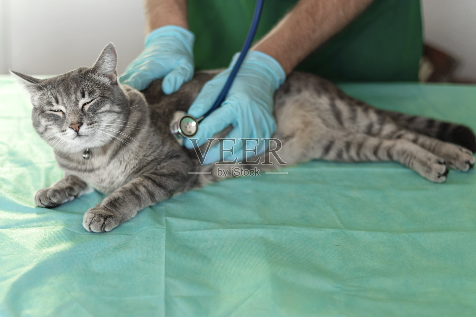 男兽医用听诊器检查满意的猫。灰猫在兽医诊所的检查台上。兽医护理。帮助动物照片摄影图片