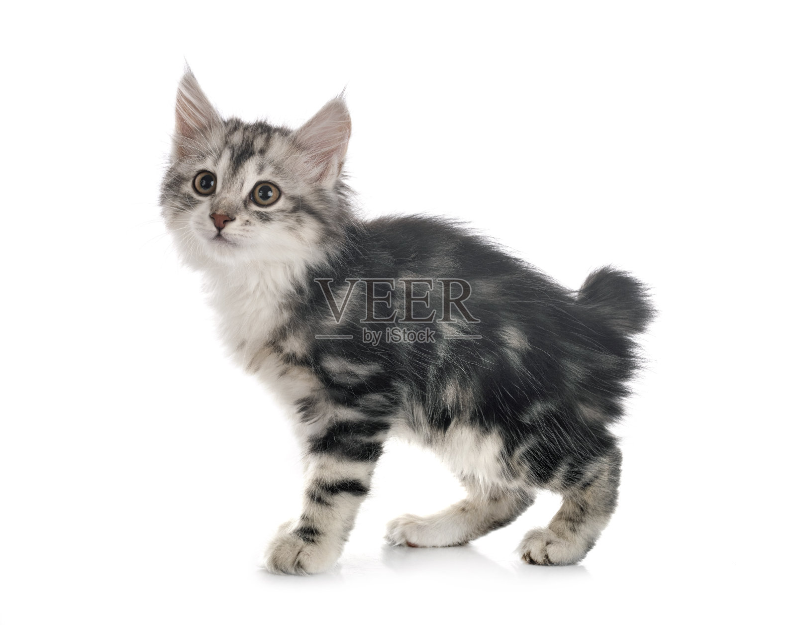 Kurilian短尾照片摄影图片