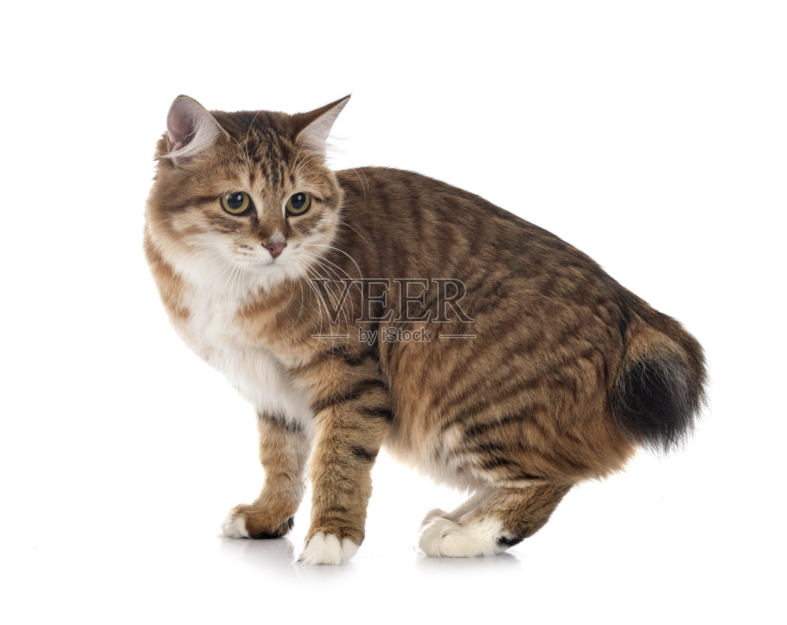 Kurilian短尾照片摄影图片