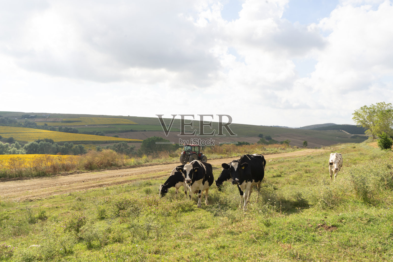 在田里放牛。照片摄影图片