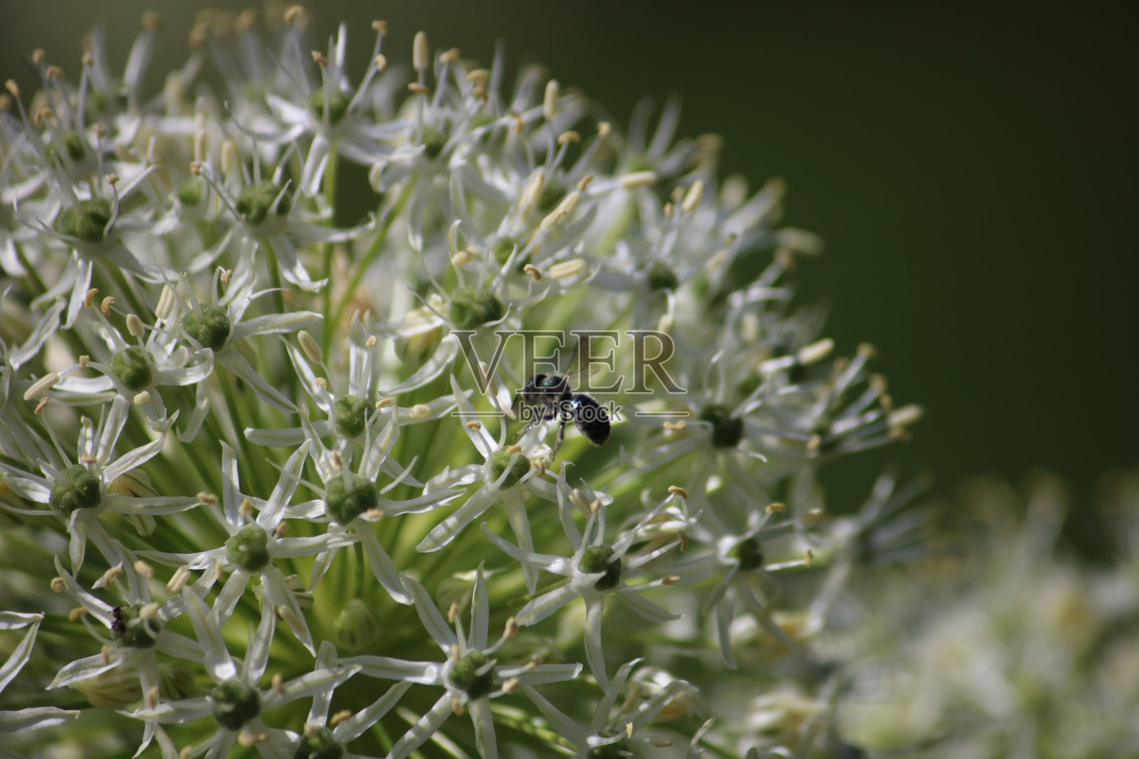葱属植物伞形花序照片摄影图片