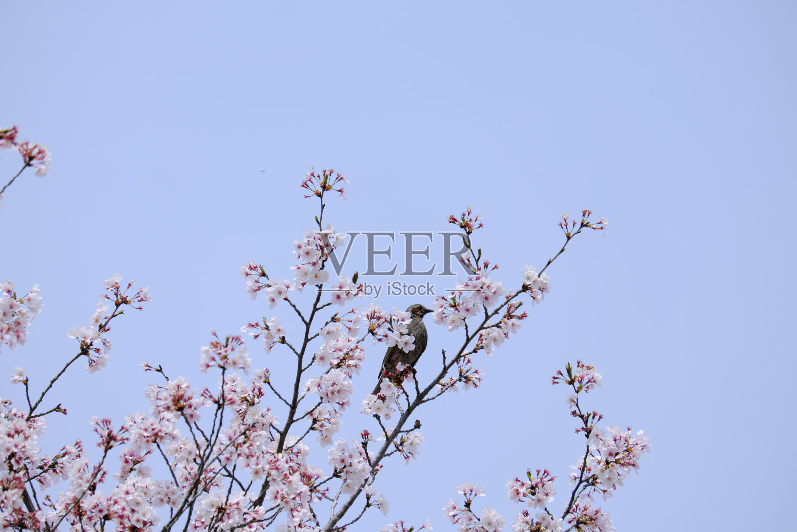 樱花和小鸟盛开照片摄影图片