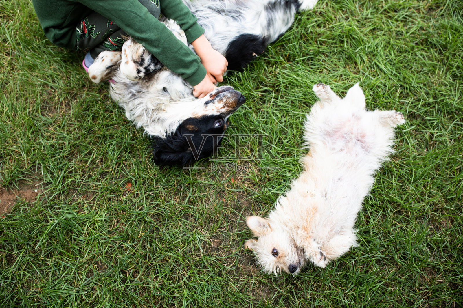 幸福的狗狗照片摄影图片
