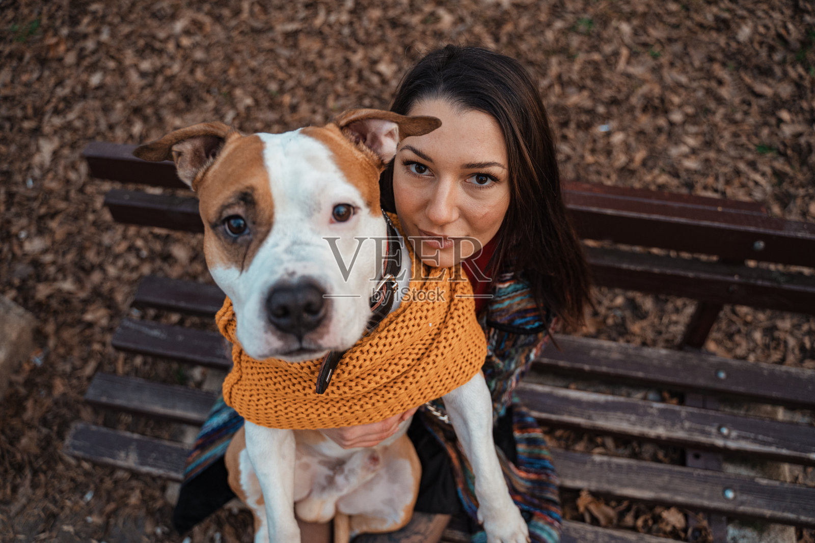 他是一只大狗照片摄影图片