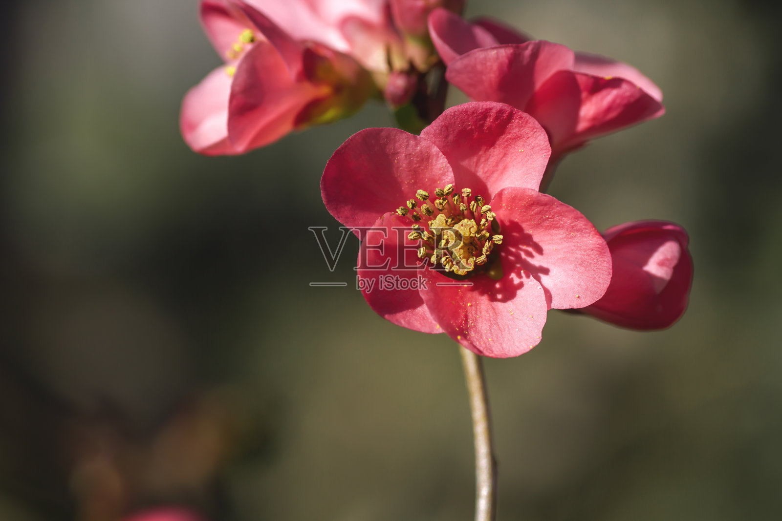 木瓜粳稻开花照片摄影图片