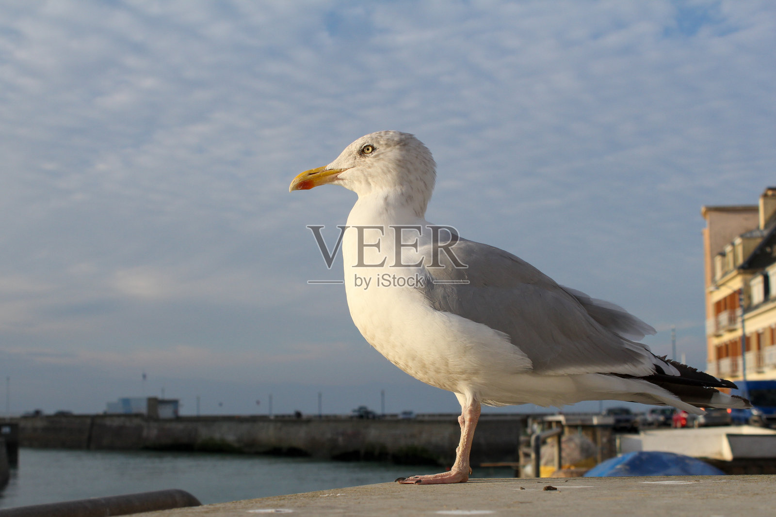 夏天，一只海鸥坐在诺曼底海岸的码头上照片摄影图片
