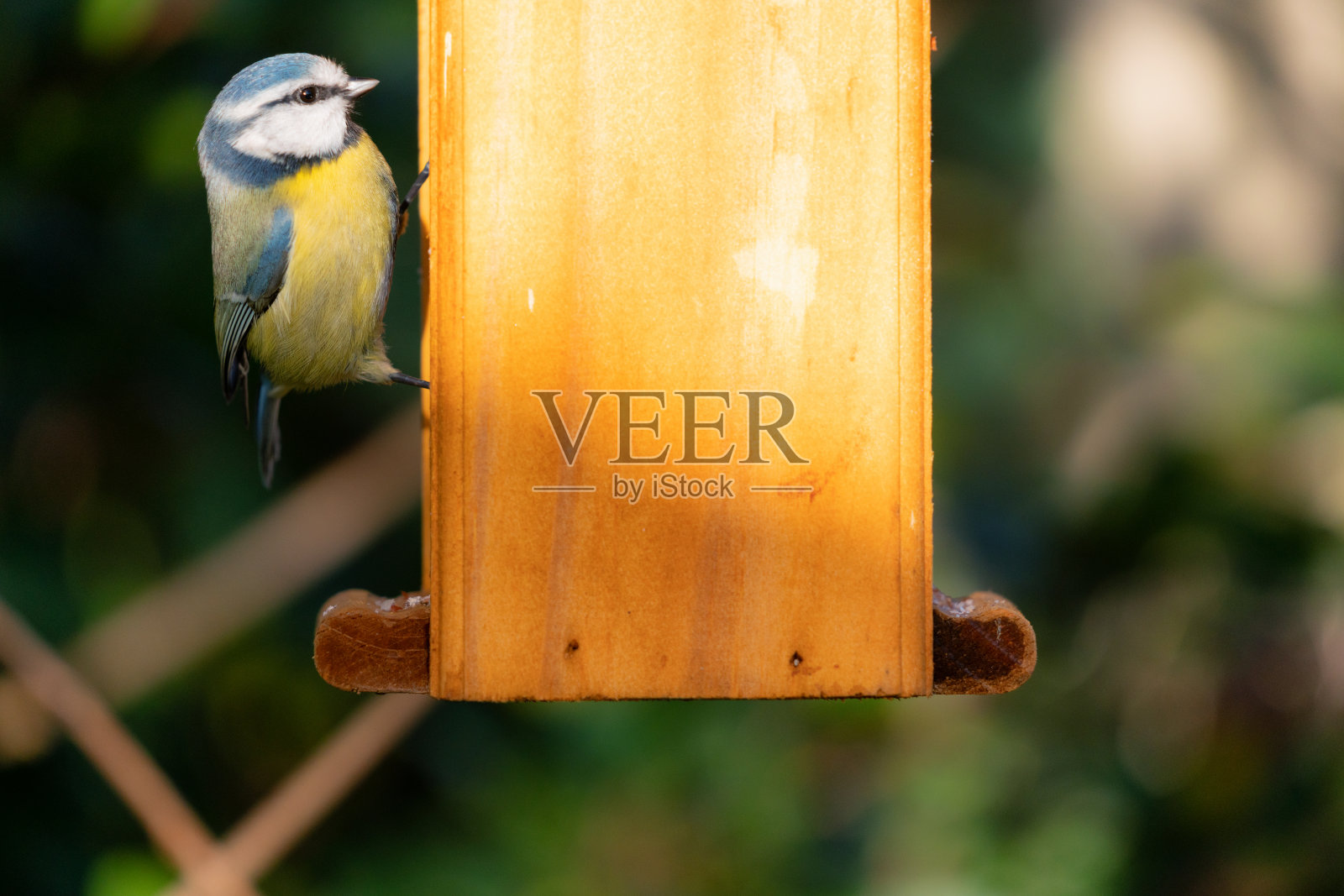 喂鸟器上的蓝色山雀照片摄影图片