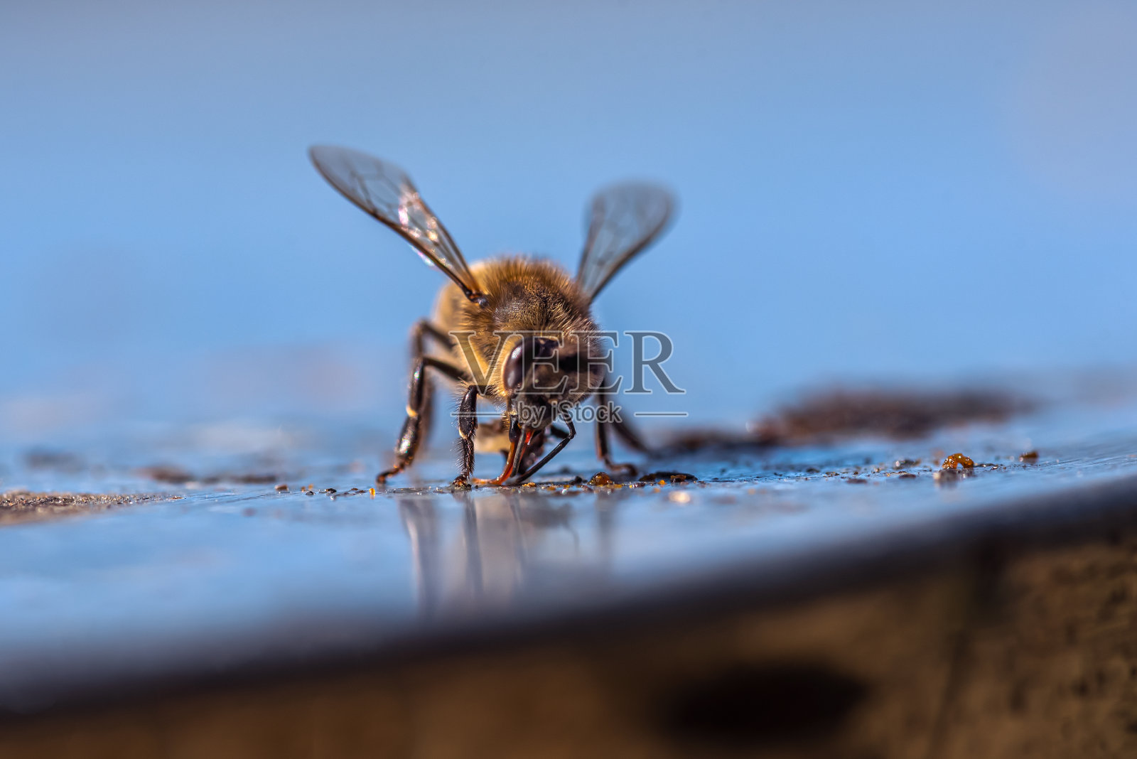 蓝色背景上孤立的蜜蜂。一个活昆虫的宏观。照片摄影图片