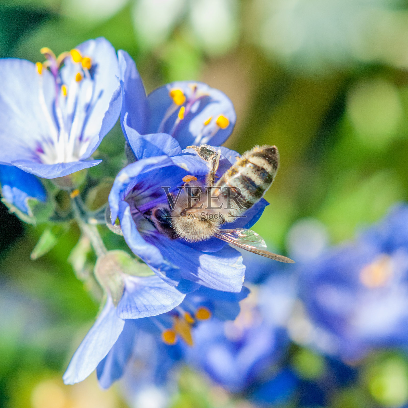 一只蜜蜂正在蓝色的花朵中觅食照片摄影图片