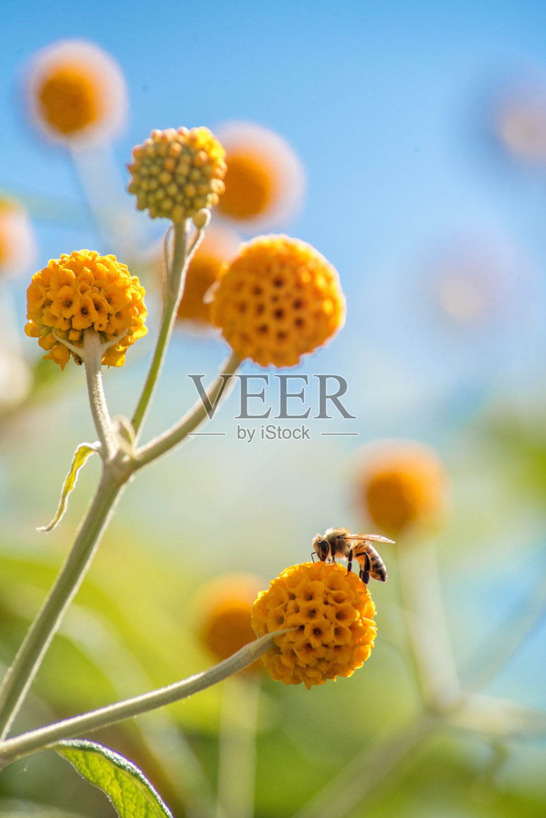 黄花上的蜜蜂照片摄影图片