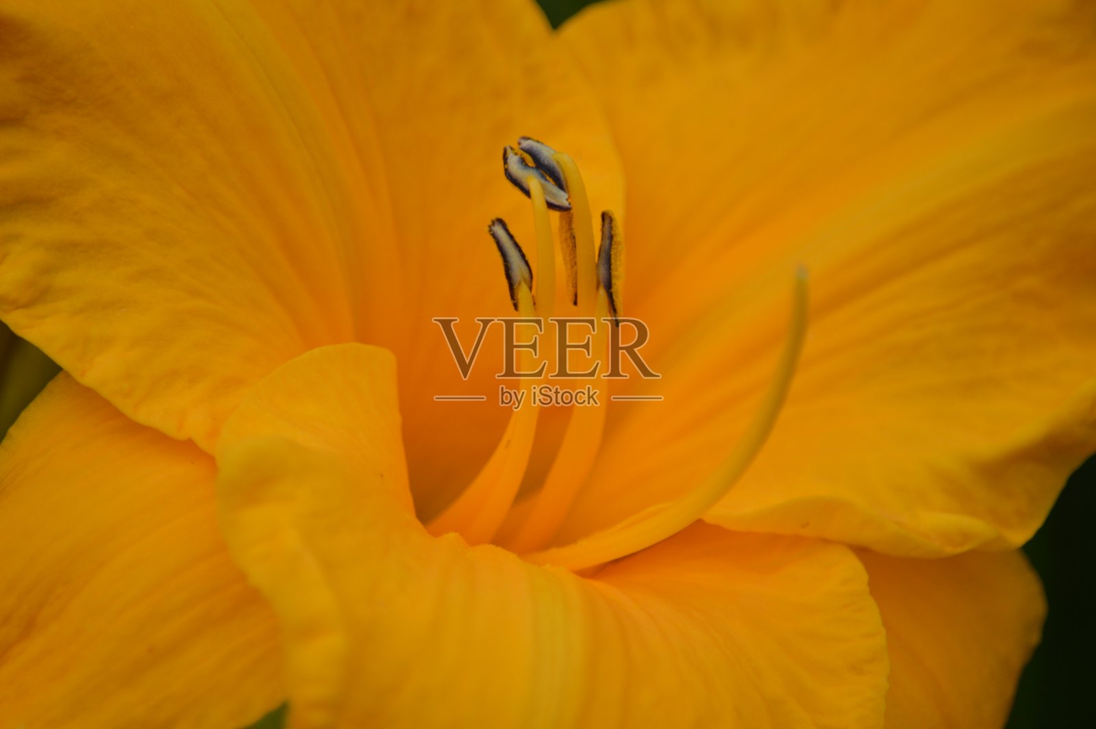 花上昆虫特写镜头照片摄影图片