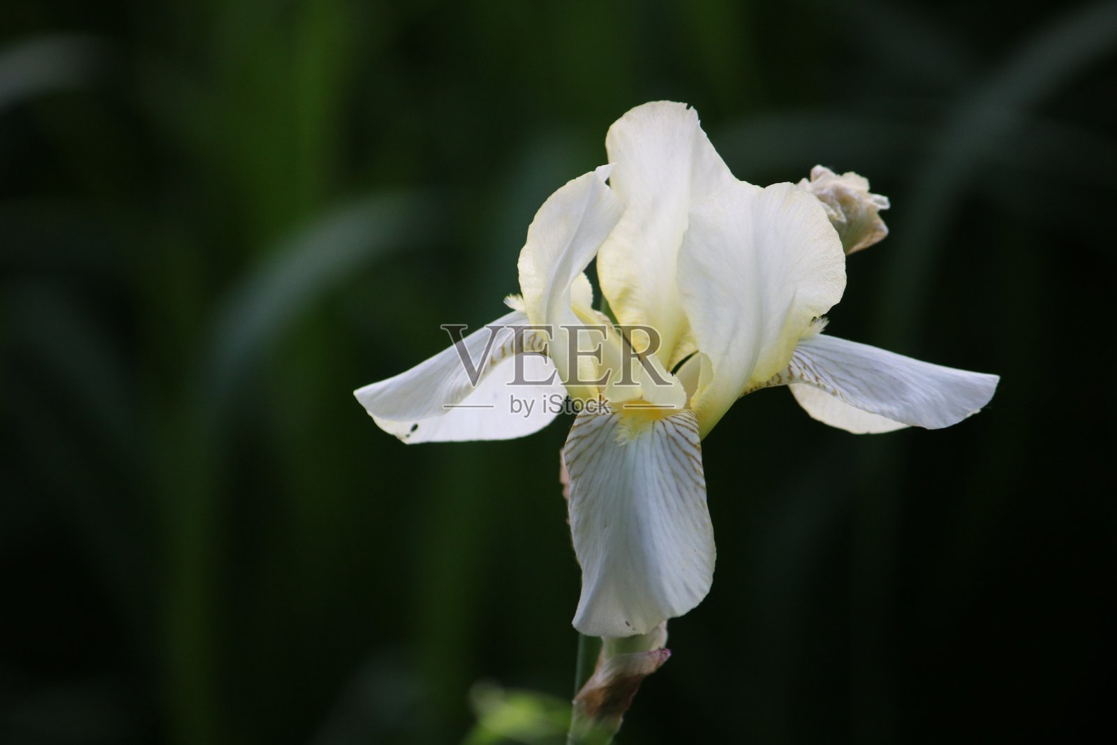 单一的苍白的虹膜照片摄影图片