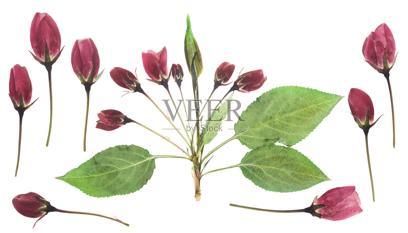 压榨和干燥的白色细腻透明花苹果树，孤立在白色的背景。用于剪贴簿、压制花艺或植物标本室。照片摄影图片