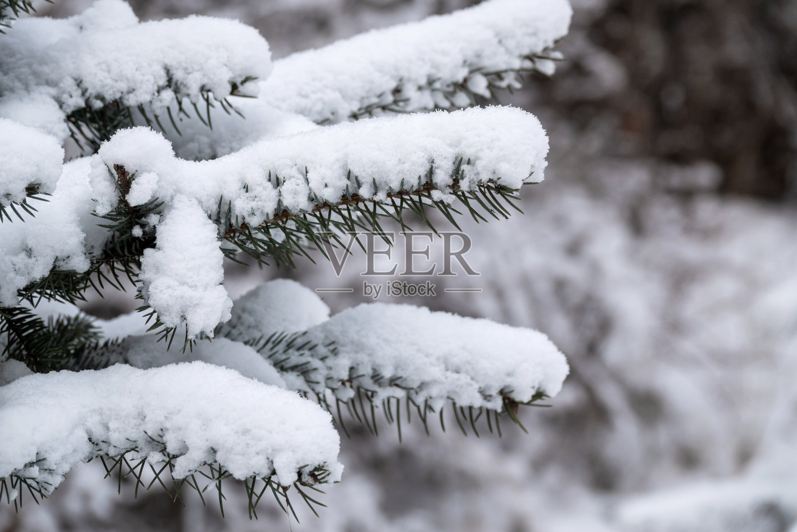 这是冬天降雪后被雪覆盖的圣诞树树枝的特写照片摄影图片