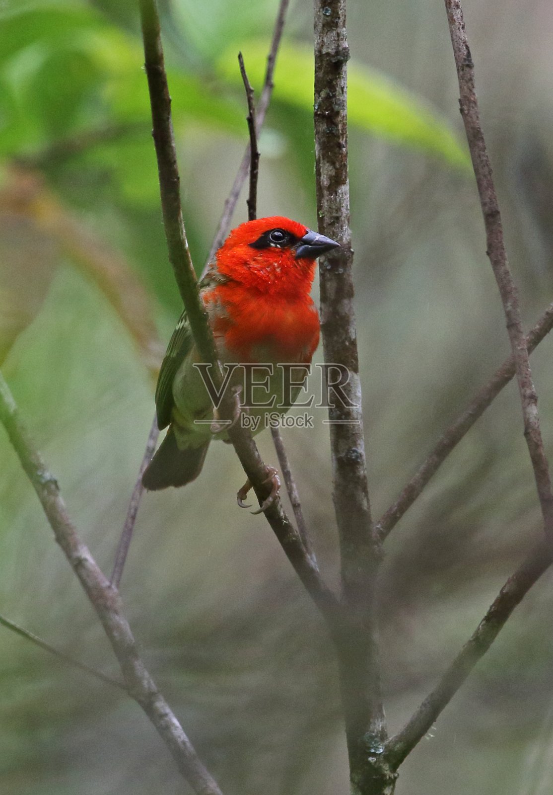 森林Fody照片摄影图片