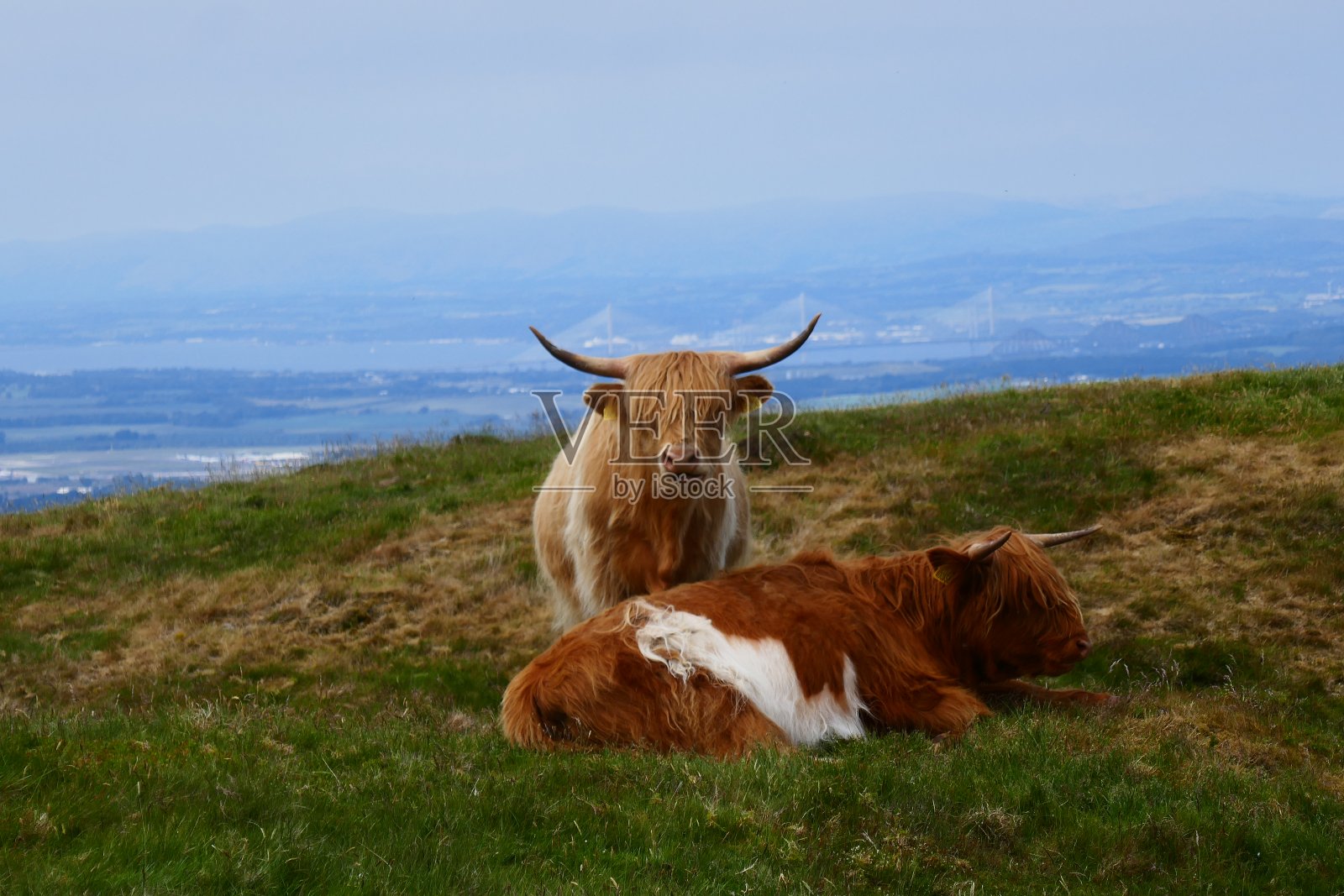 爱丁堡附近彭特兰丘陵的Allermuirhill山上的高地奶牛照片摄影图片