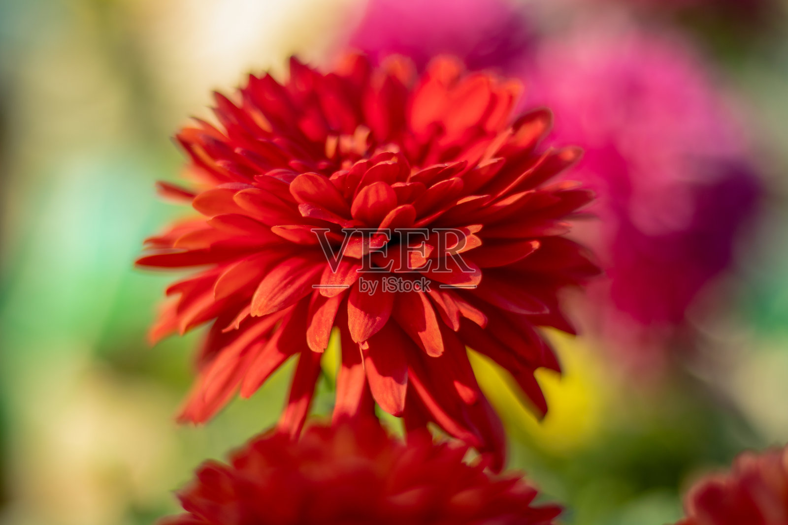 深红单瓣大丽花照片摄影图片