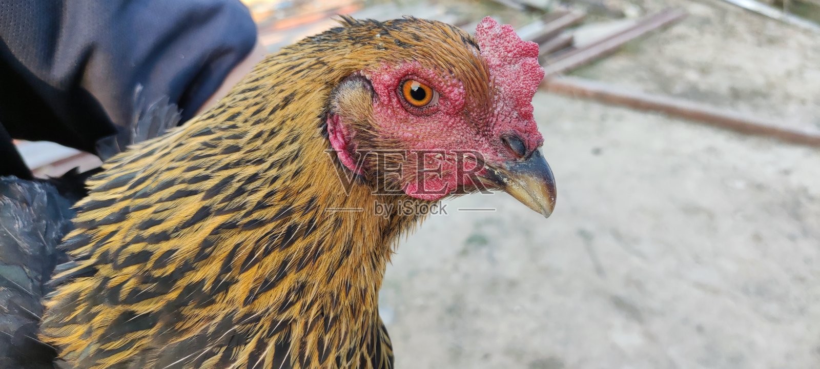 鸡的特写照片照片摄影图片
