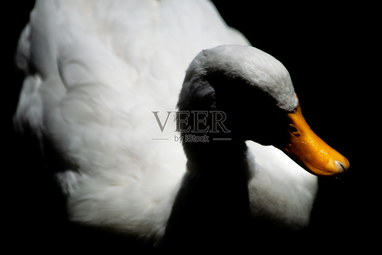 长着金橙色喙的白色鸭子照片摄影图片