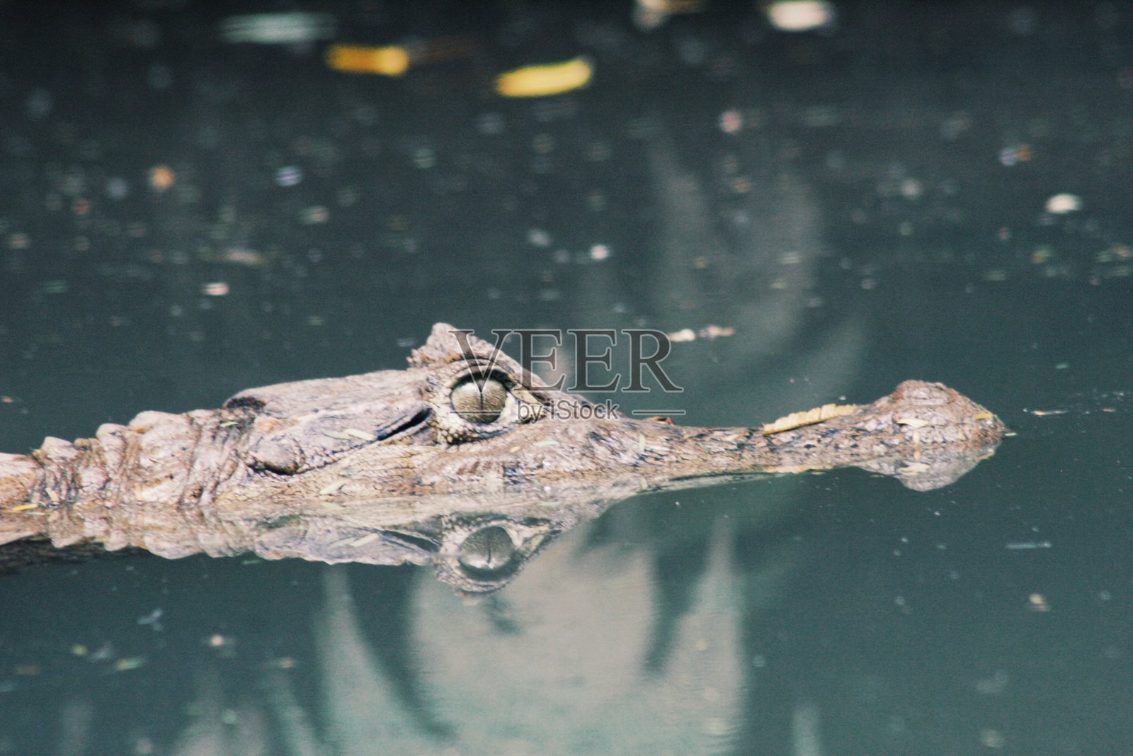 好奇的凯门鳄照片摄影图片