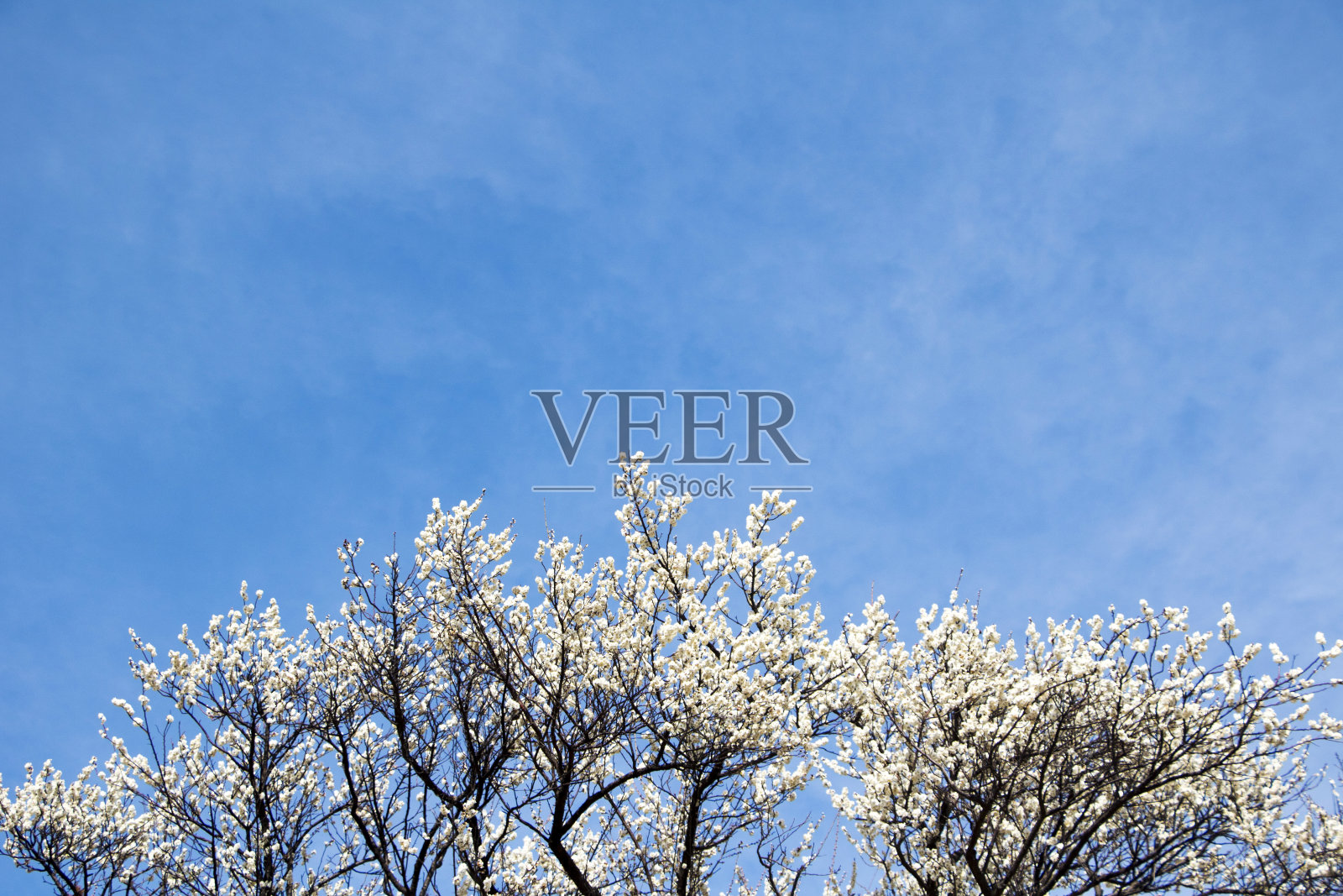 梅花花照片摄影图片