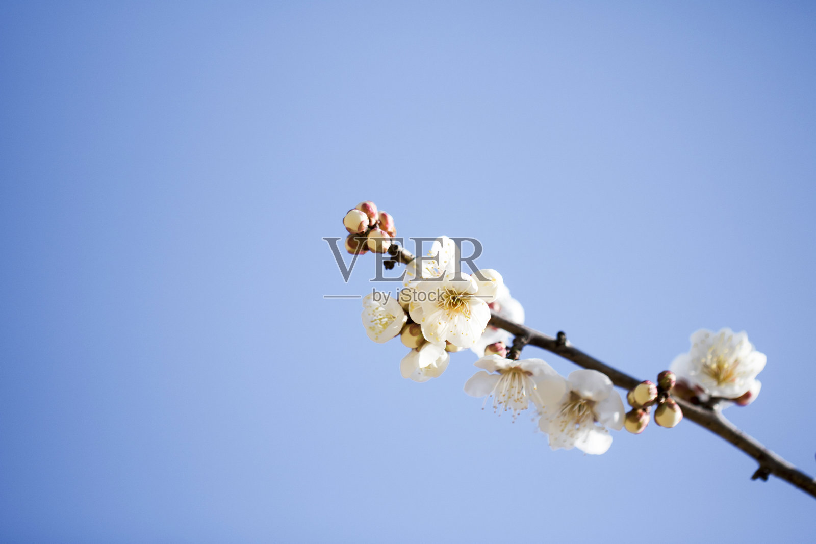 梅花花照片摄影图片