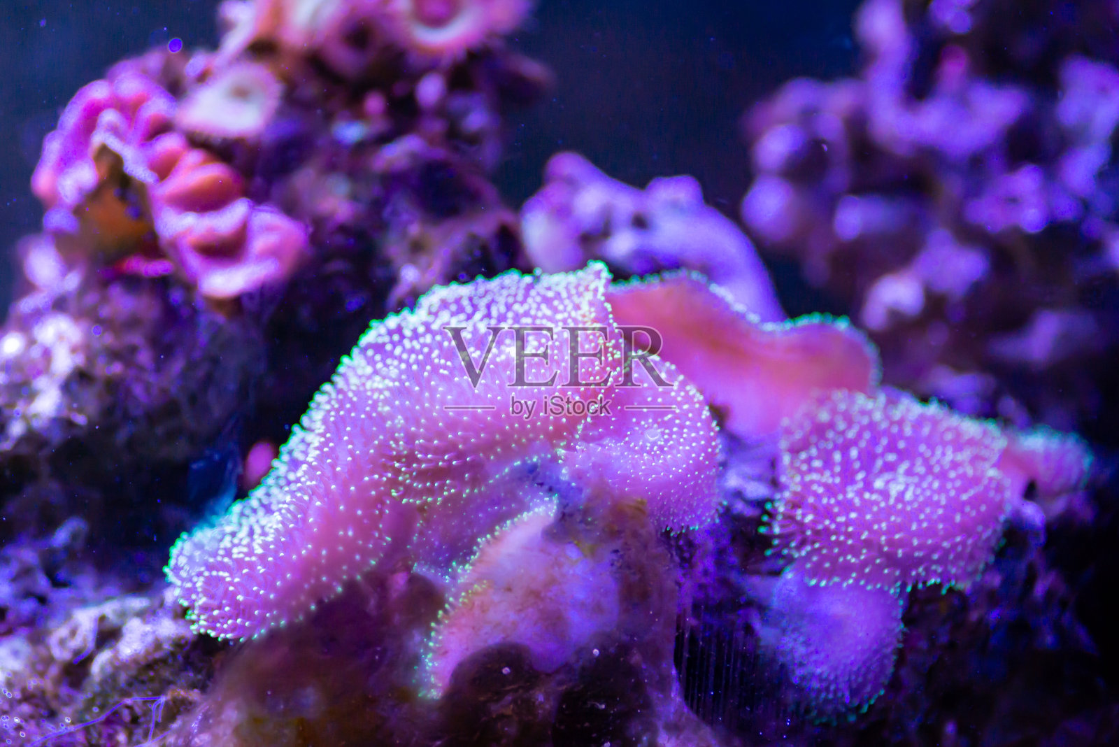 粉红色的小丑鱼照片摄影图片