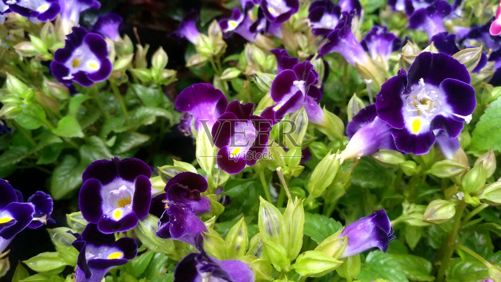 迷你紫色的花照片摄影图片