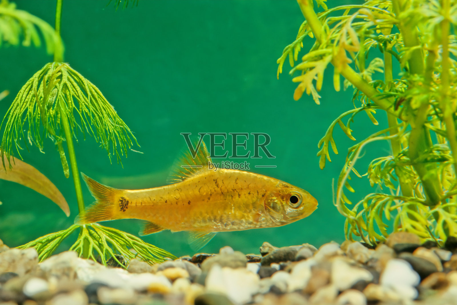 金鳍巴布蓬蒂乌斯萨西照片摄影图片