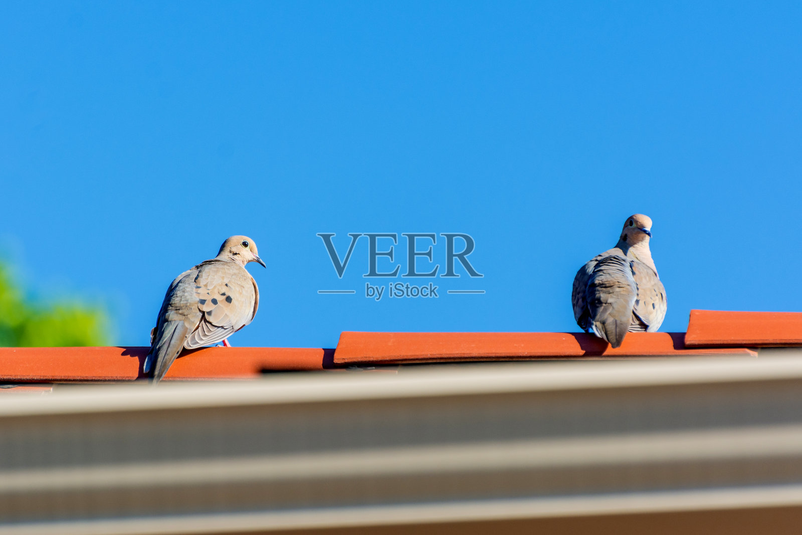 美国达拉斯屋顶上的两只哀鸽照片摄影图片