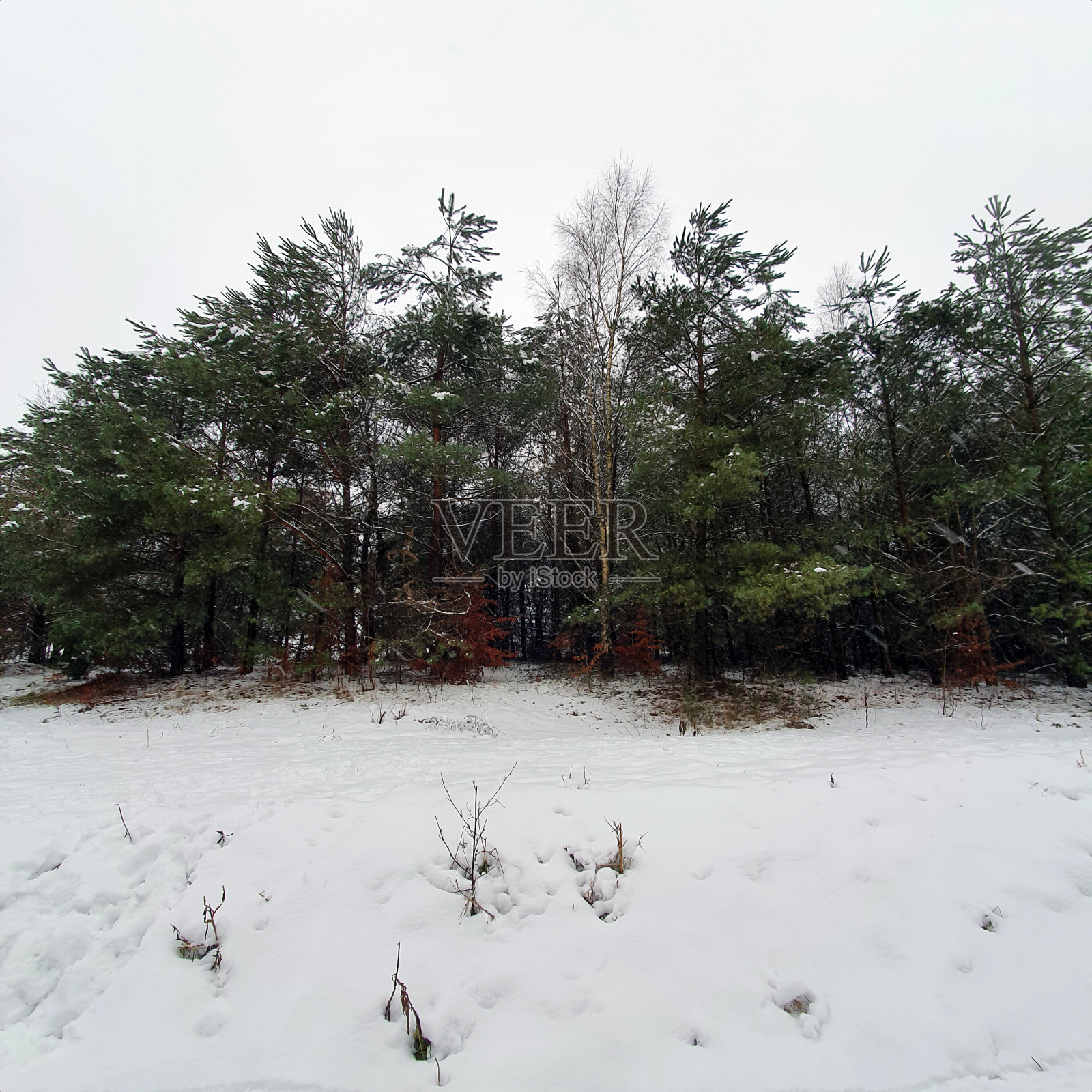 漫步在冰雪覆盖的冬日森林里照片摄影图片