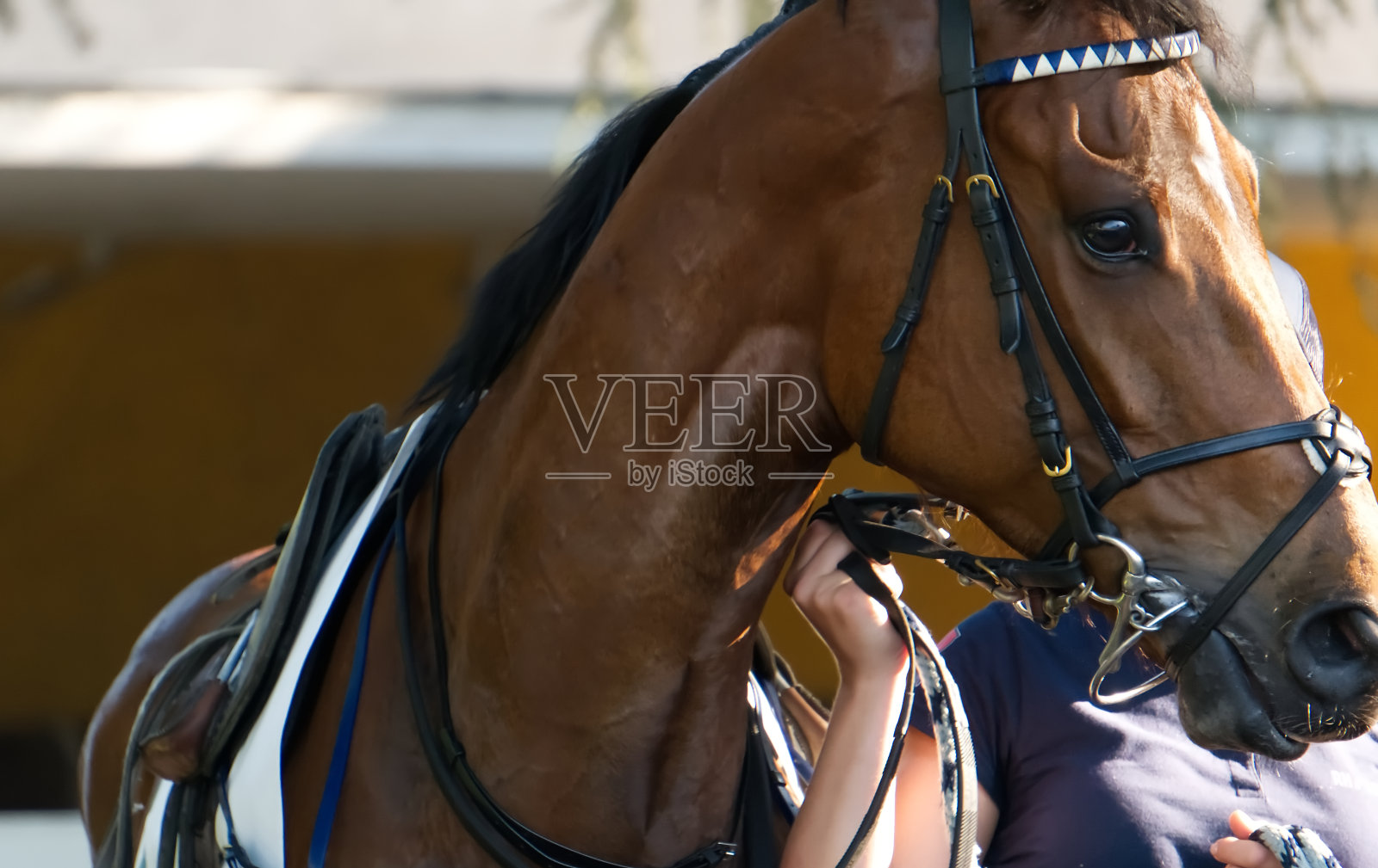 马面对着右边的近距离图像照片摄影图片