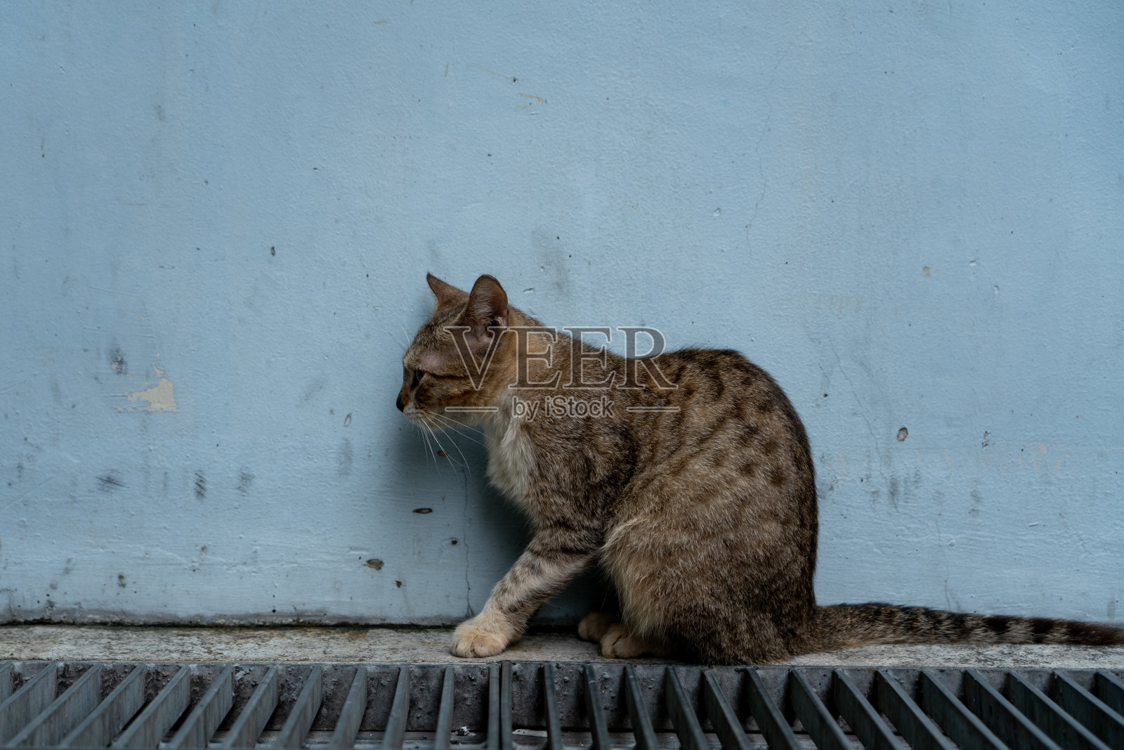 侧视图的猫看向别处照片摄影图片